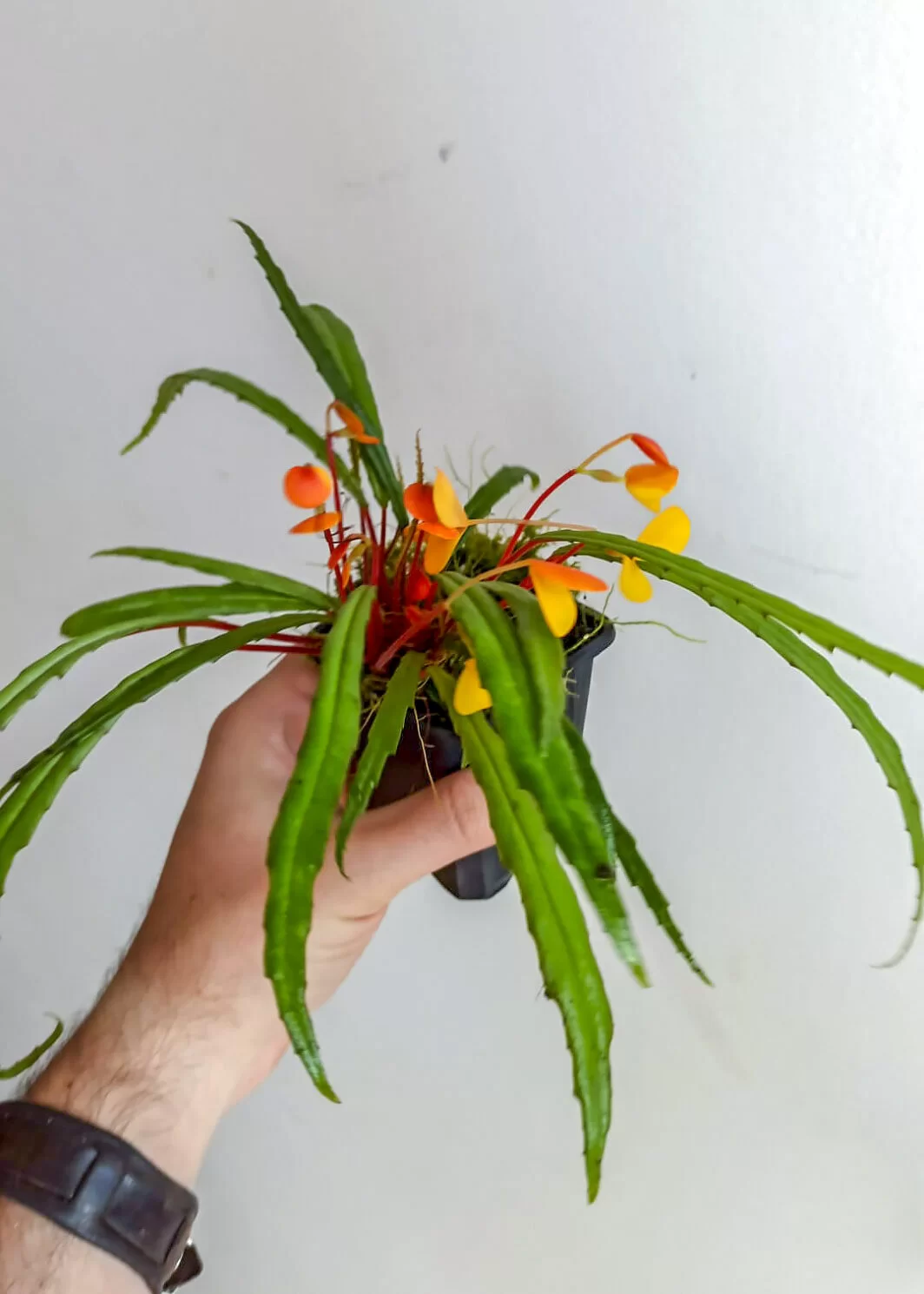 Begonia vittariifolia