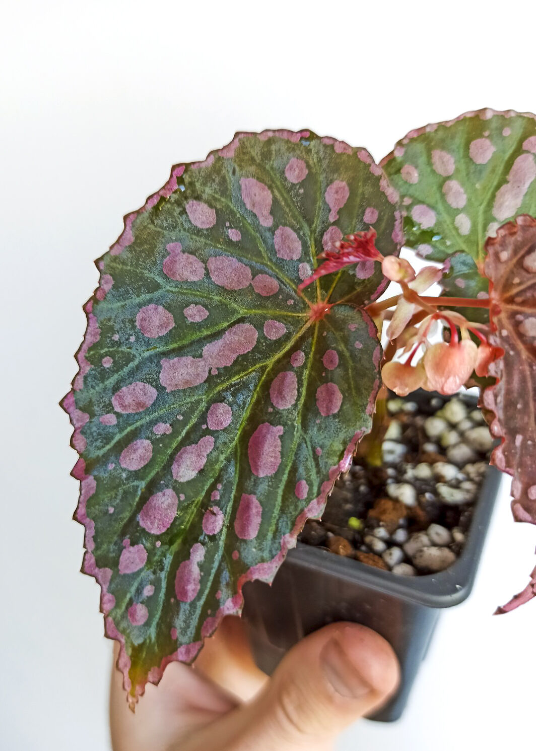 Begonia negrosensis x chlorosticta hybrid