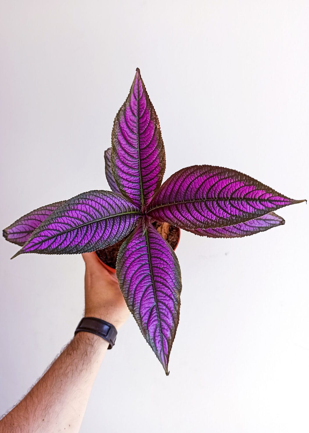 Strobilanthes dyerianus