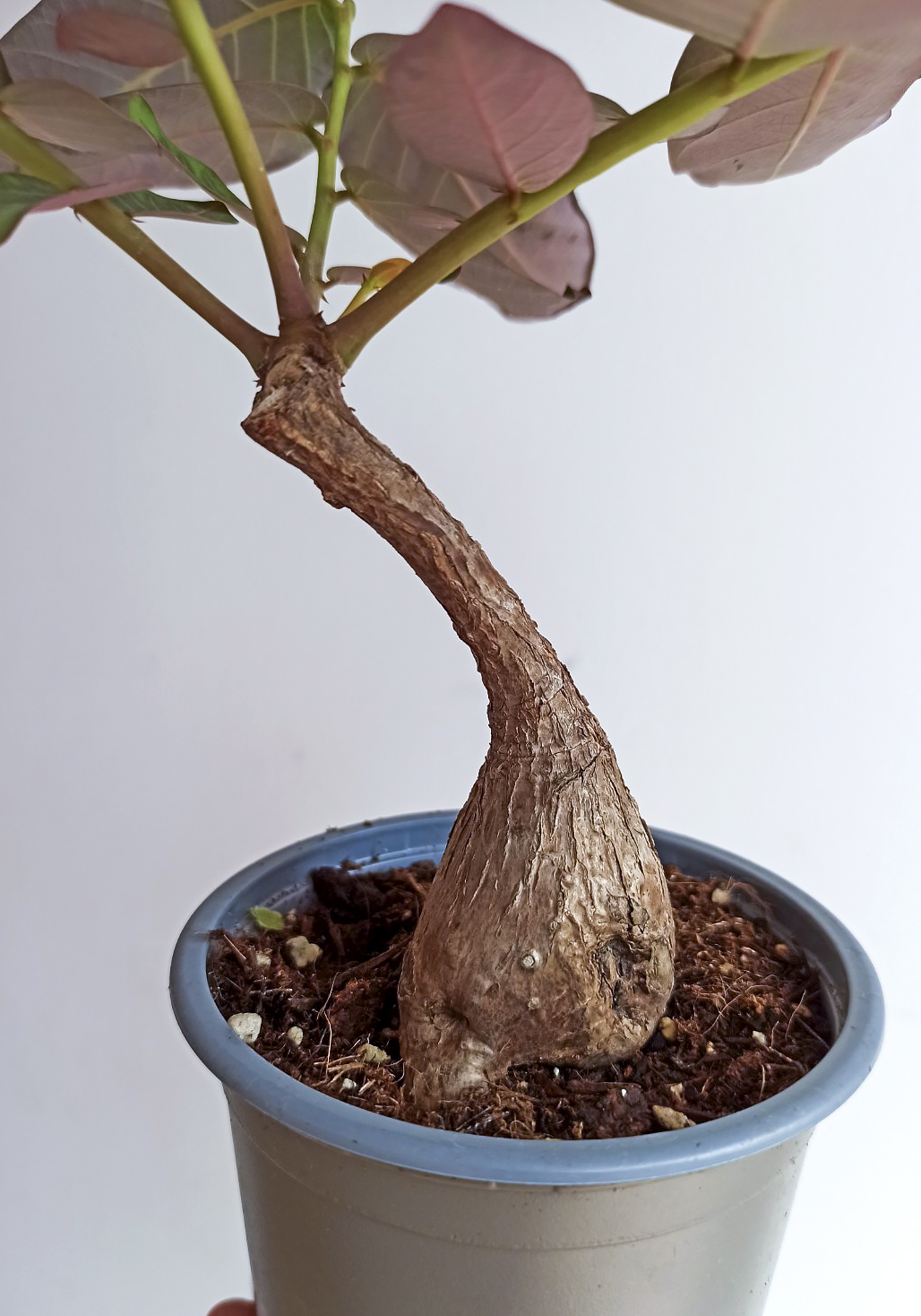 phyllanthus mirabilis