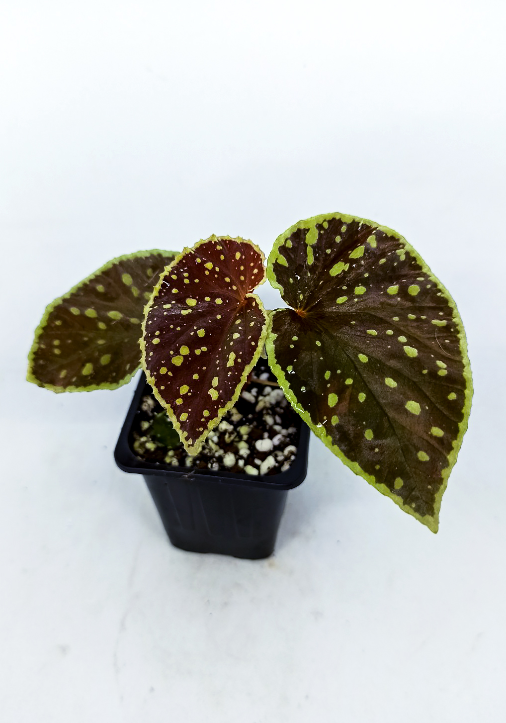 Begonia darthvaderiana x chlorosticta hybrid