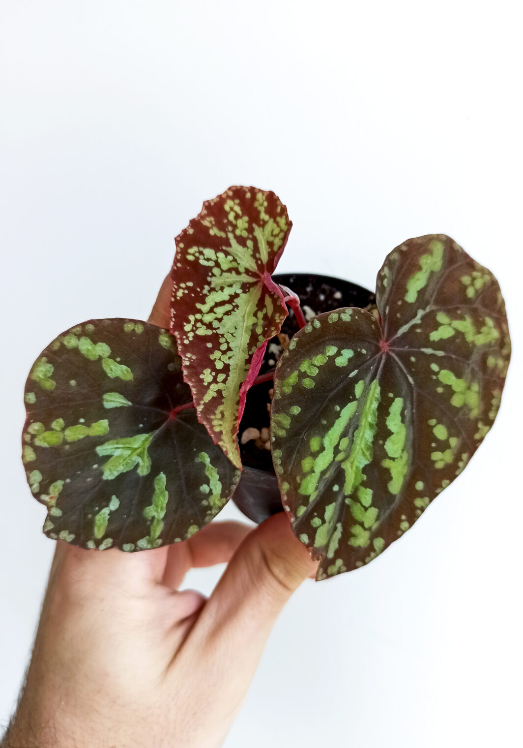 Begonia variabilis Patch