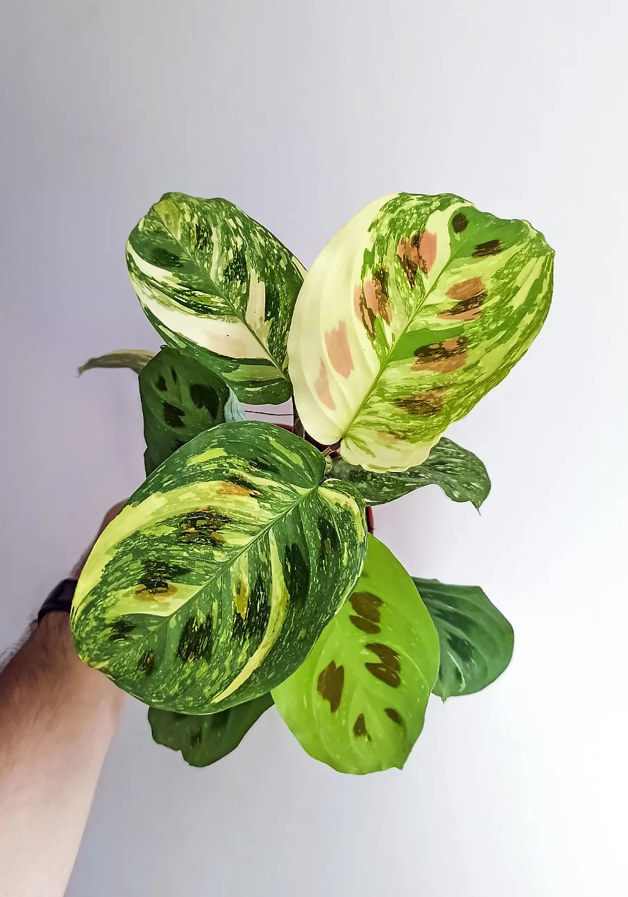 Maranta kerchoveana variegata