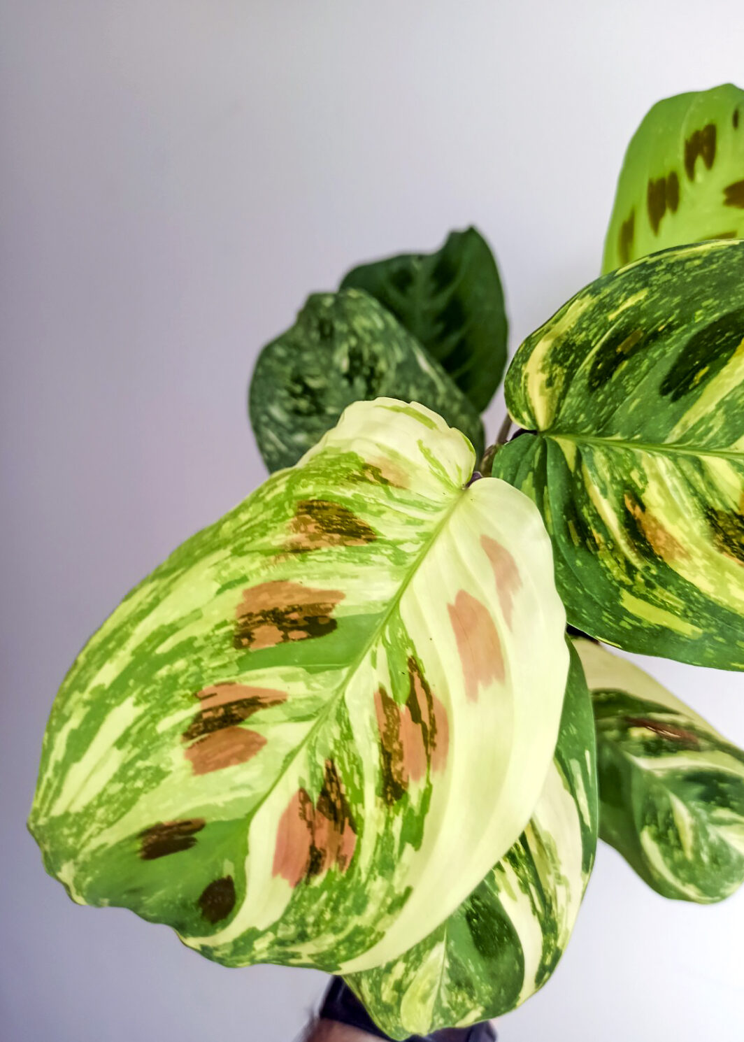 Maranta kerchoveana variegata