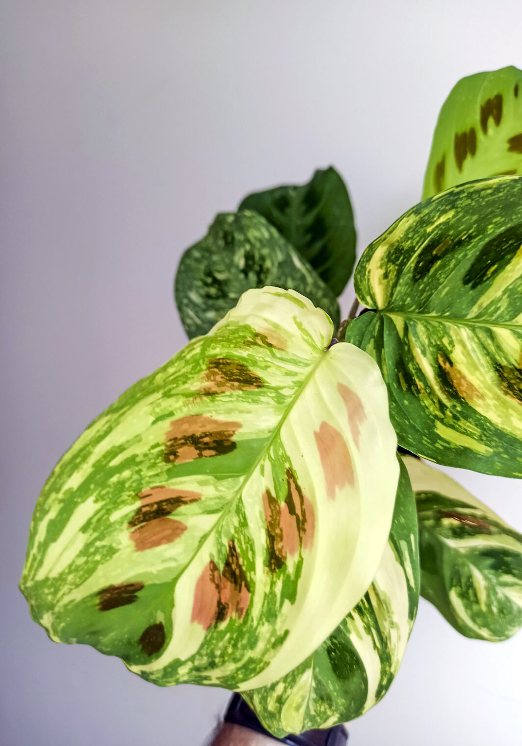 Maranta kerchoveana variegata