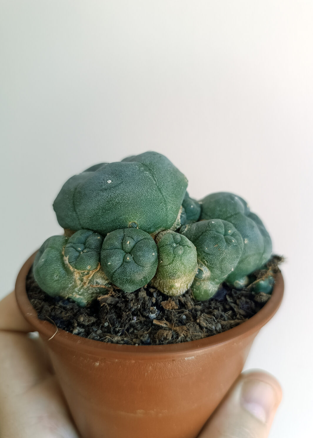 Lophophora williamsii var. caespitosa ( Peyote)