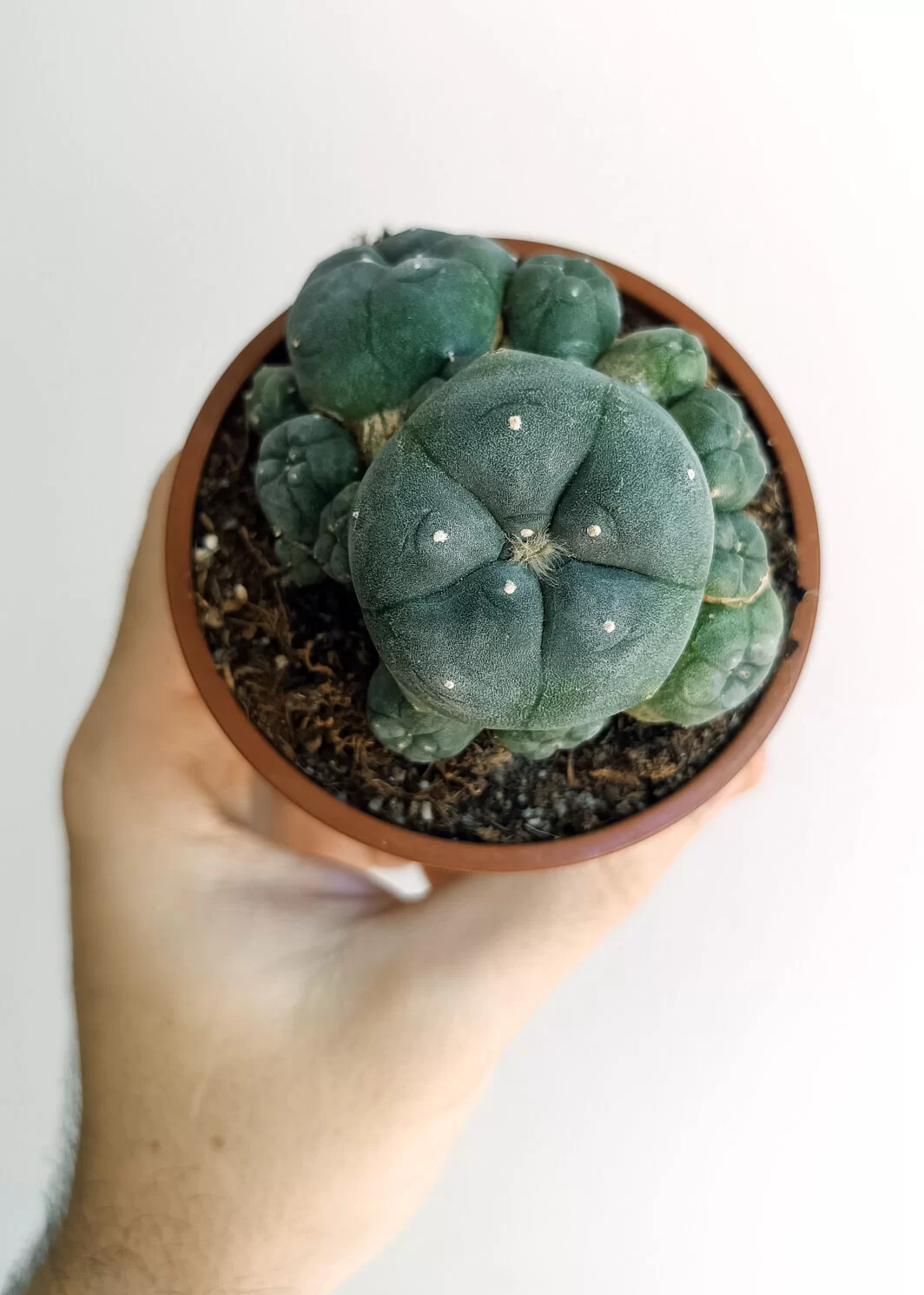 Lophophora williamsii var. caespitosa ( Peyote)