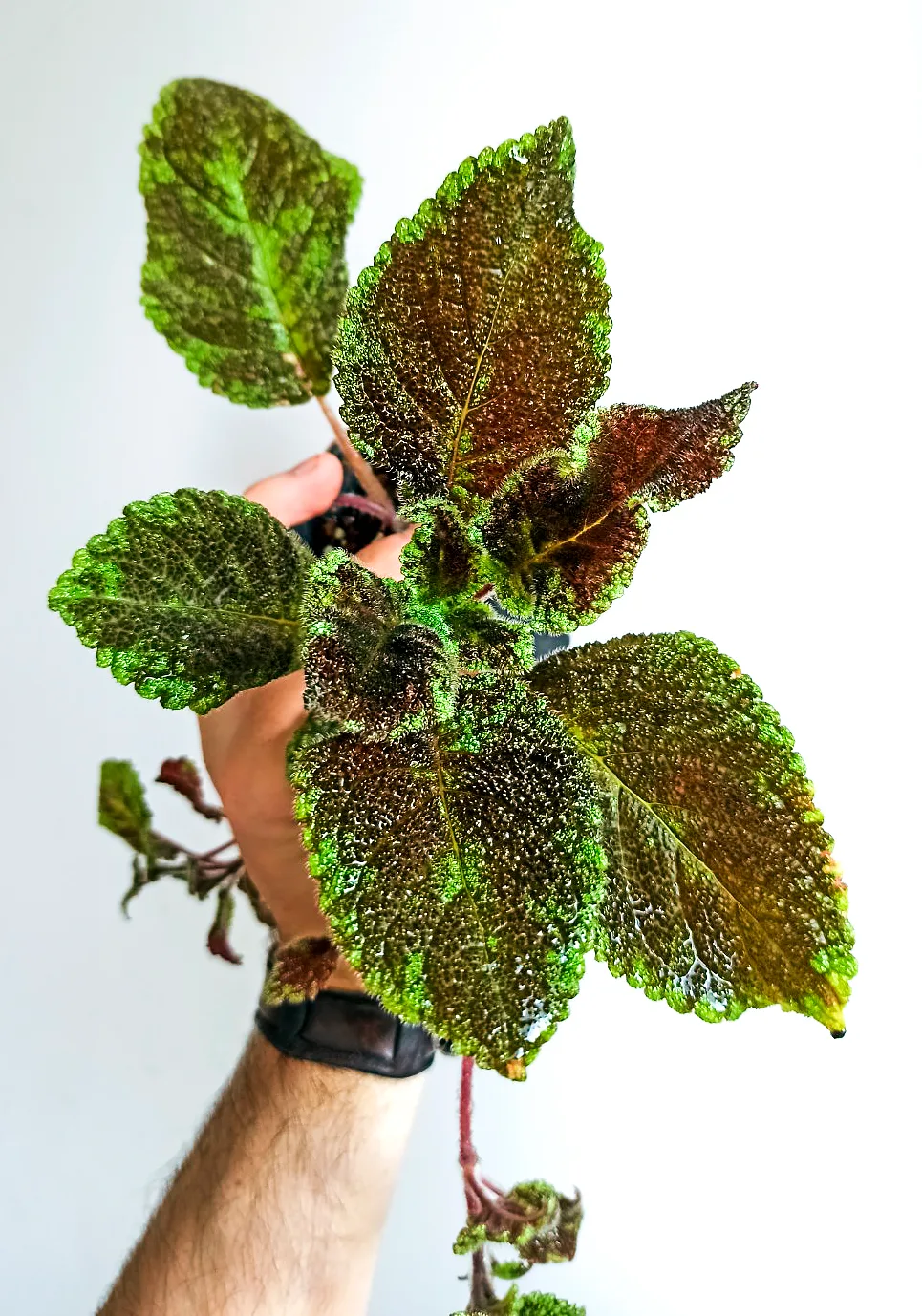 Episcia Emerald Velvet