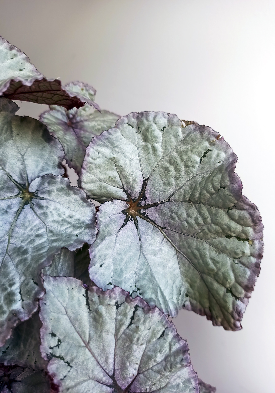 begonias y más Begonia Silver Dollar 3 Begonia Silver Dollar