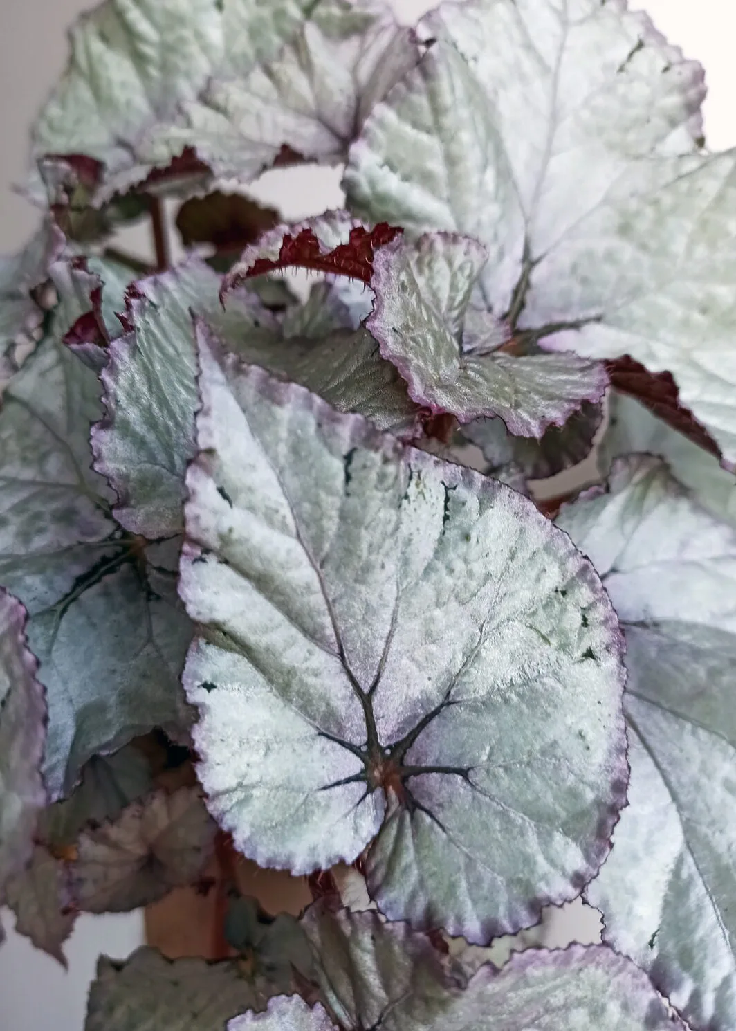 Silver Dollar Begonia