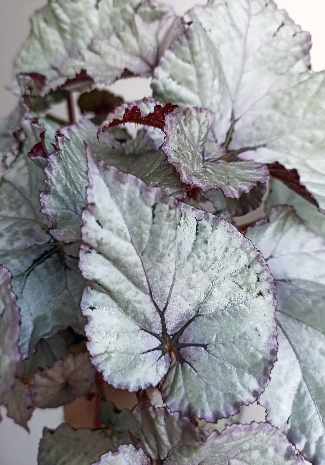 begonias y más Begonia Silver Dollar 2 Begonia Silver Dollar