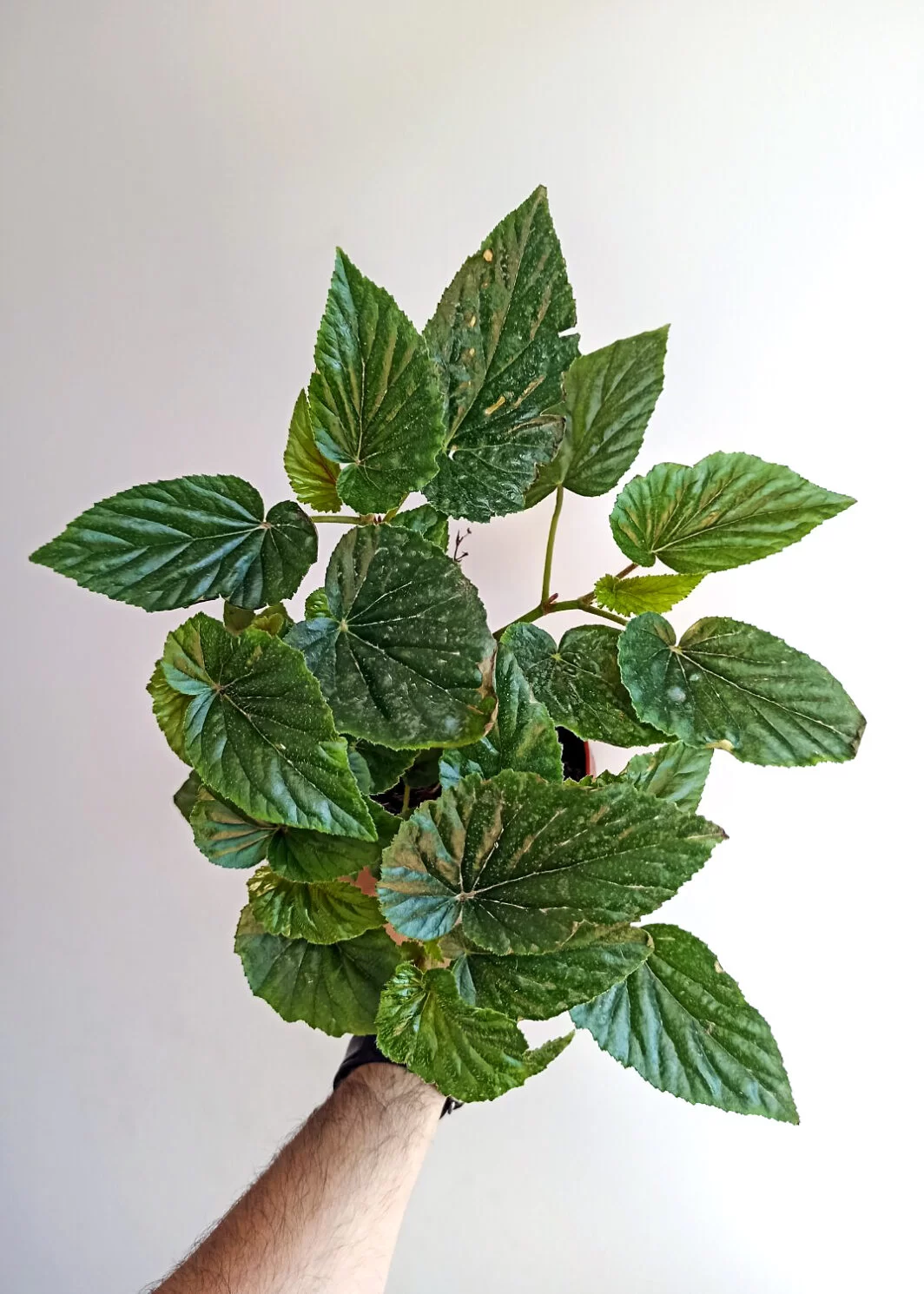 Begonia allery