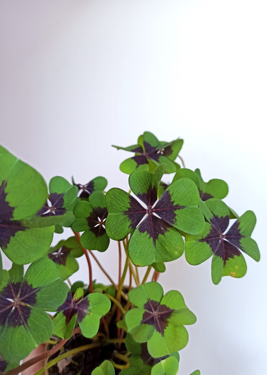 Oxalis tetraphylla Croix de fer