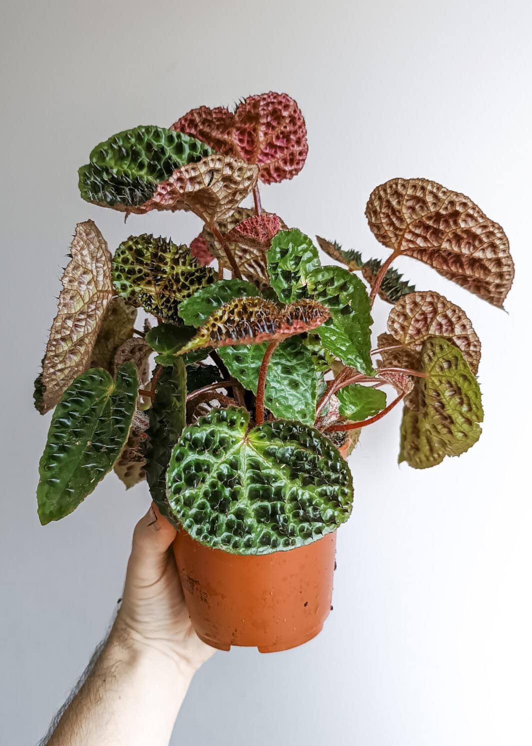 Begonia ferox