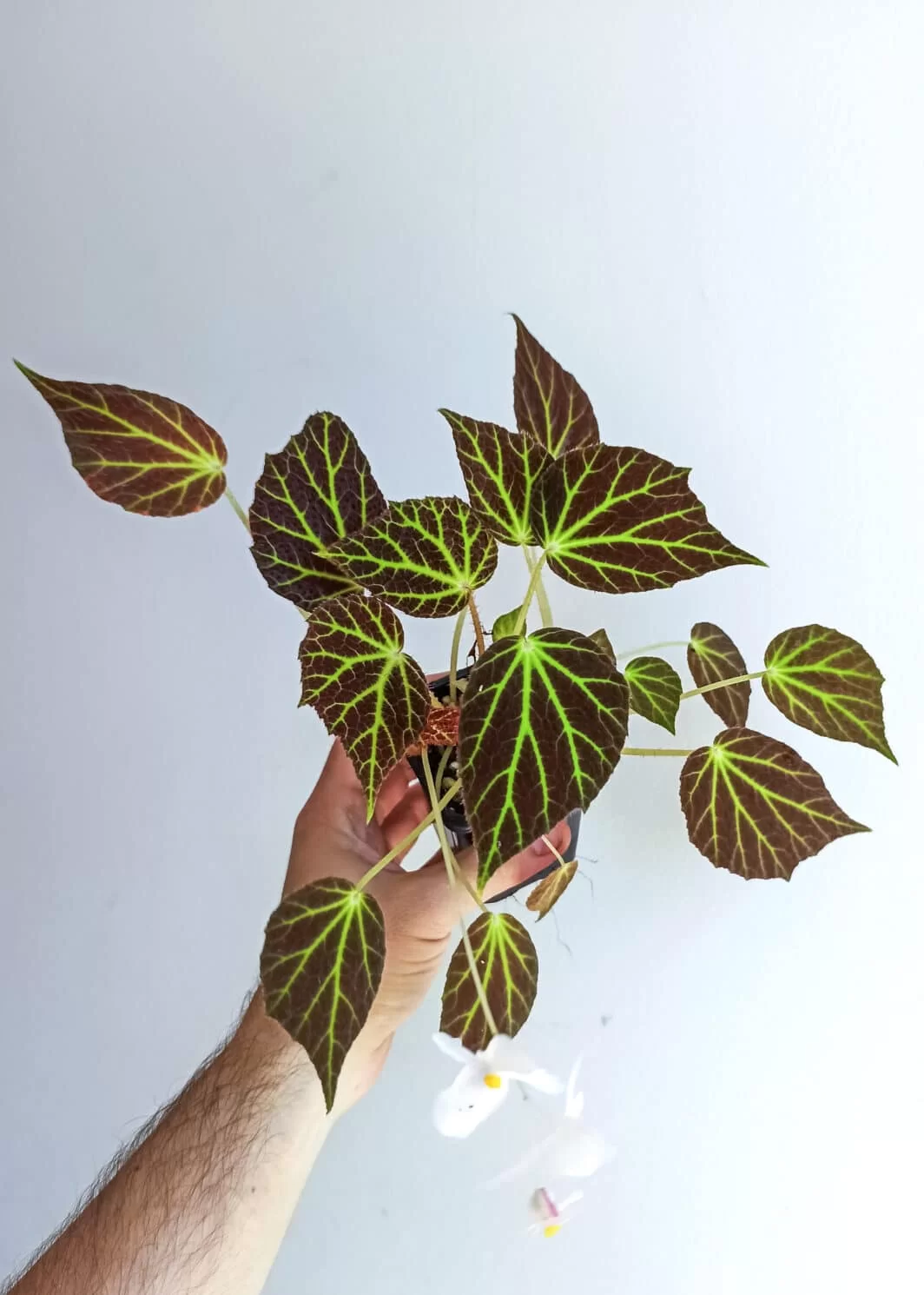 Begonia chloroneura