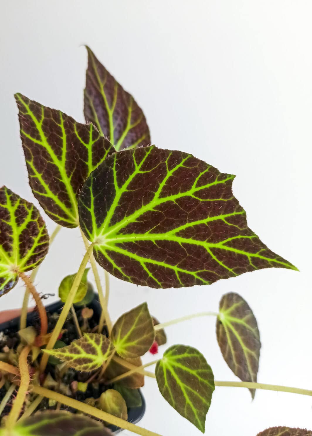 Bégonia chloroneura