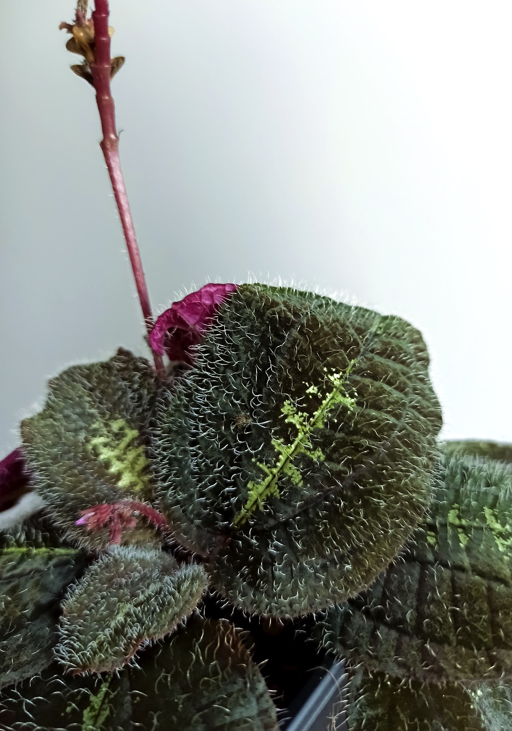 Bertolonia maculata