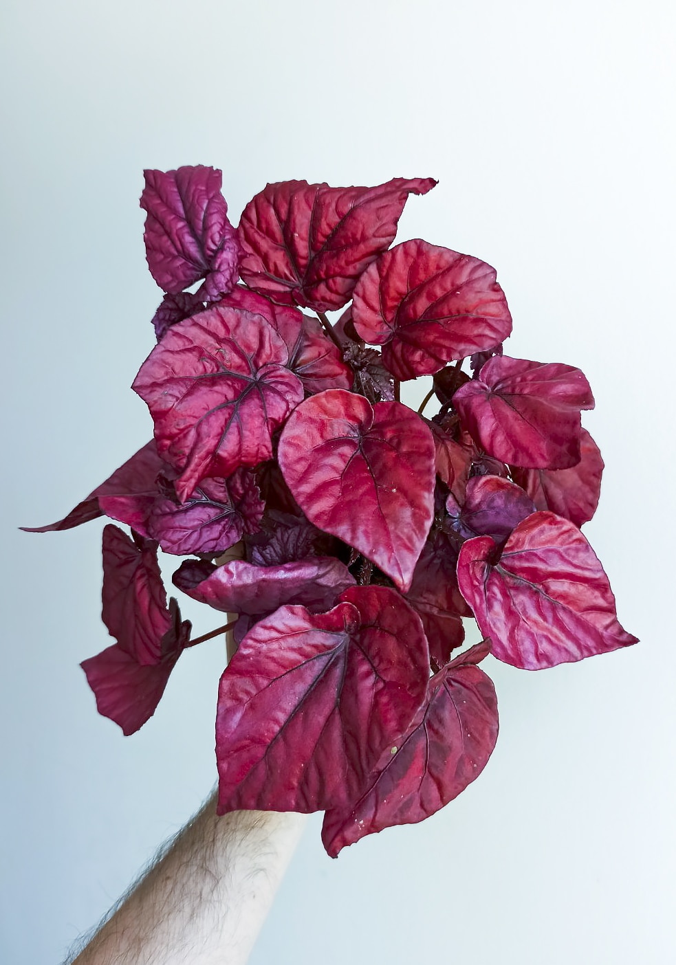 begonias y más Begonia Inca Flame 1 Begonia Inca Flame