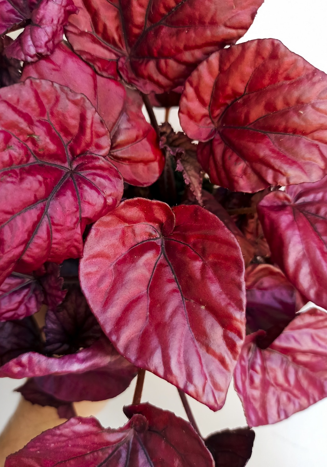 begonias y más Begonia Inca Flame 3 Begonia Inca Flame
