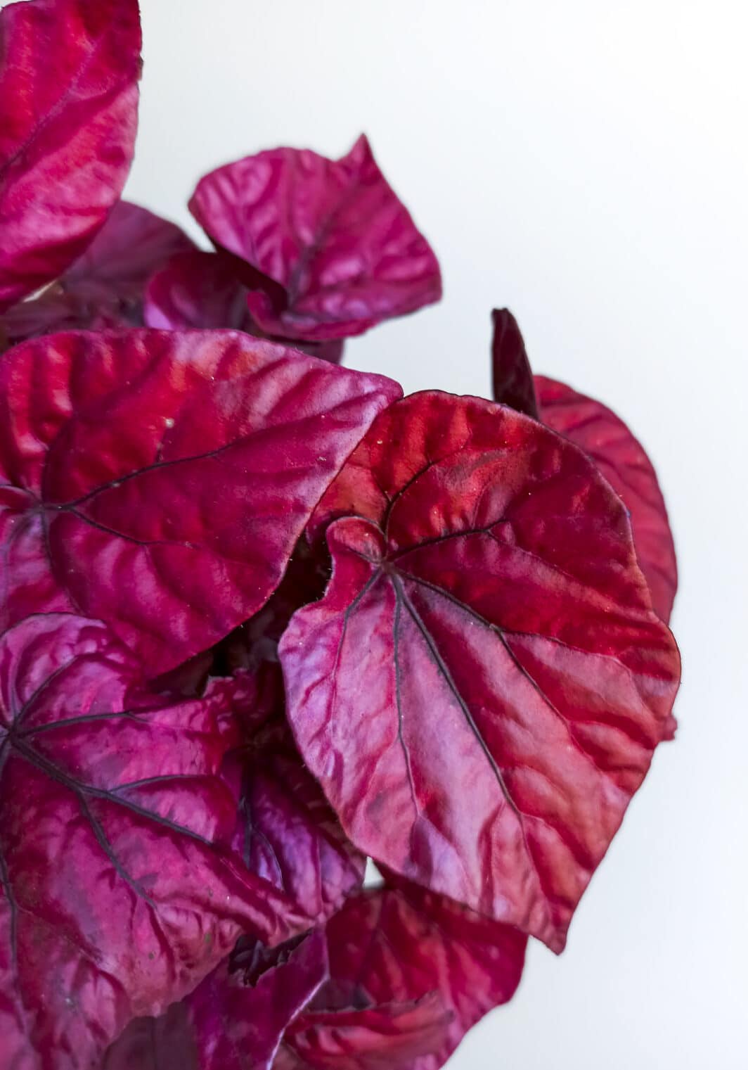 Begonia Inca Flame