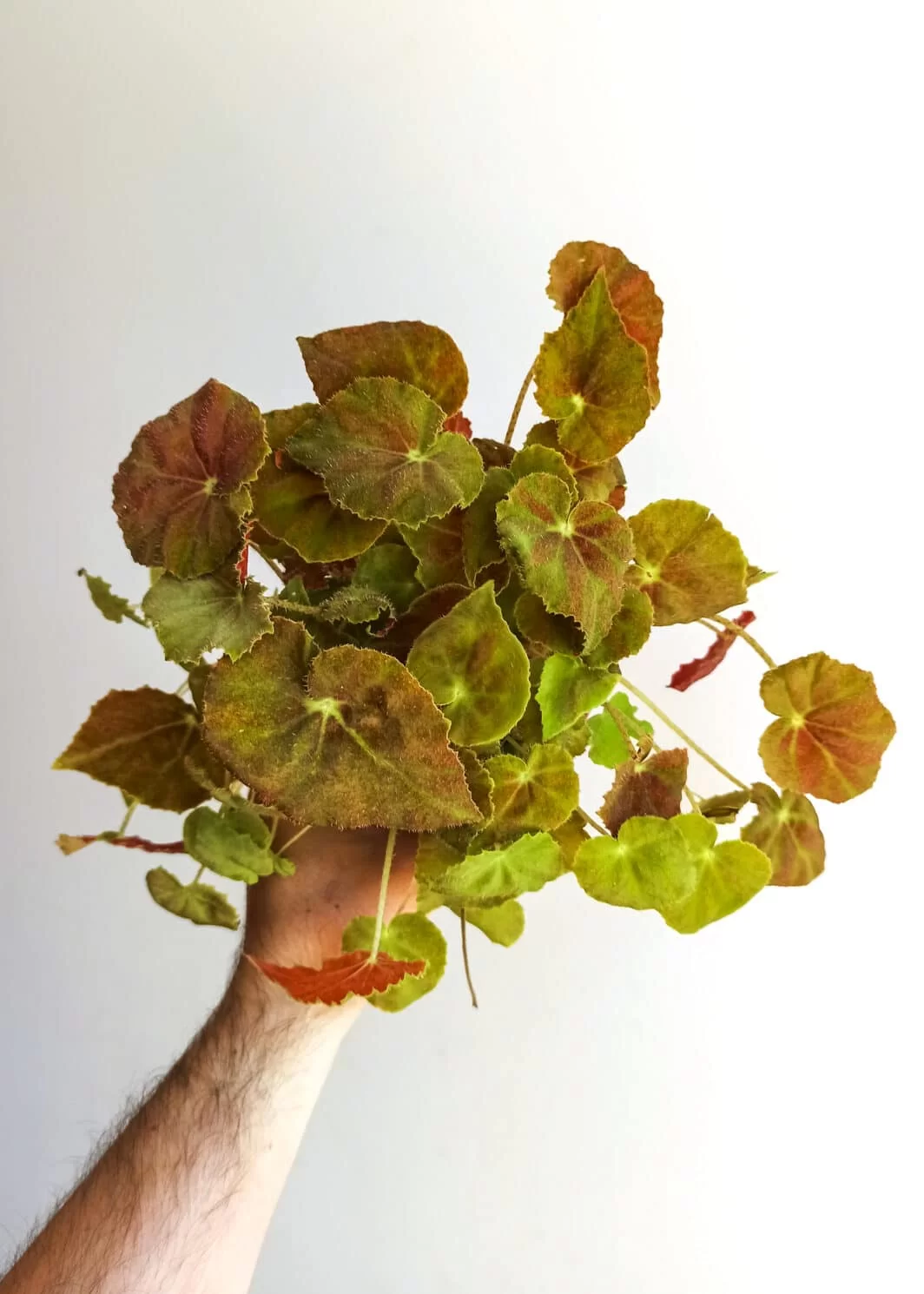 Begonia Amber love