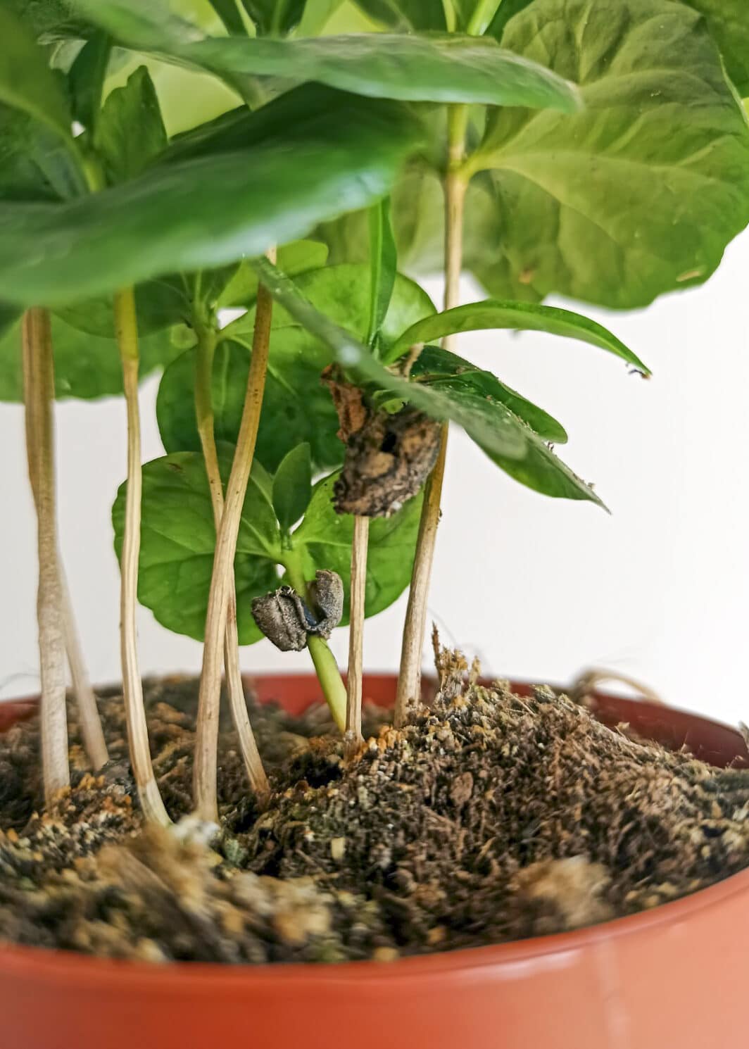 Planta del café Coffea arabica