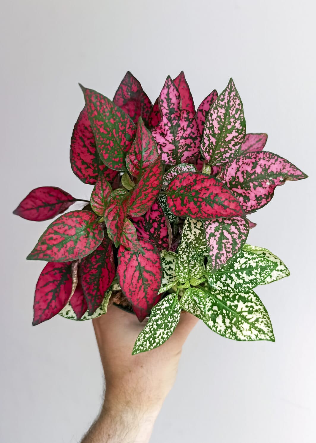 Hypoestes phyllostachya tricolor