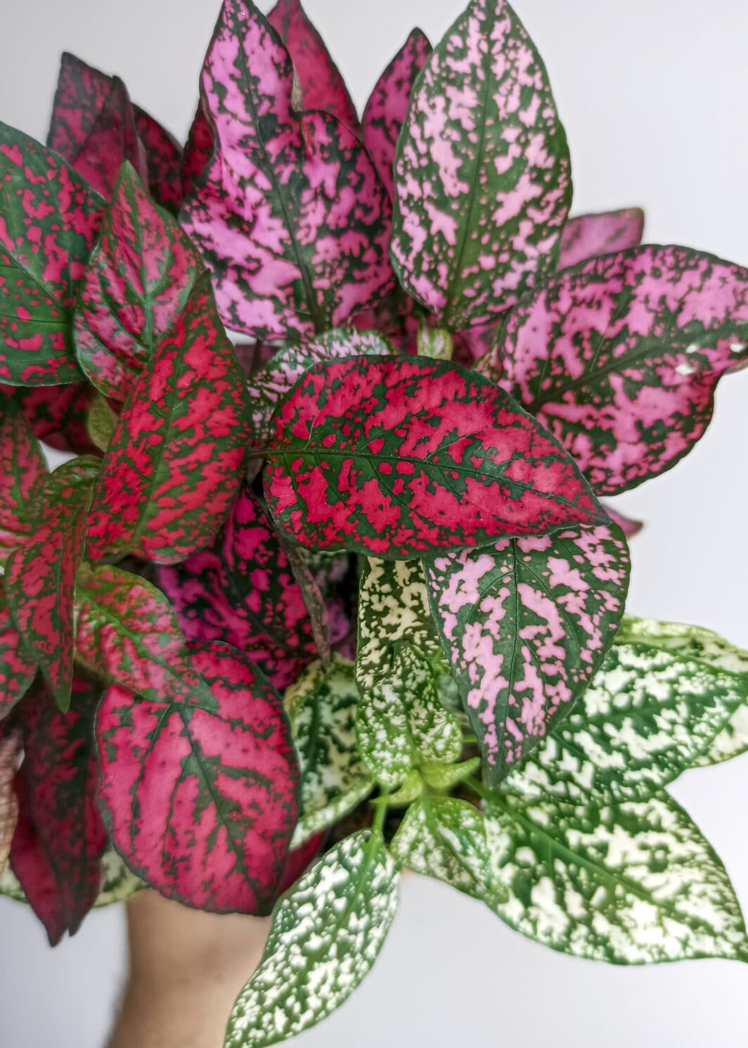 Hypoestes phyllostachya tricolor