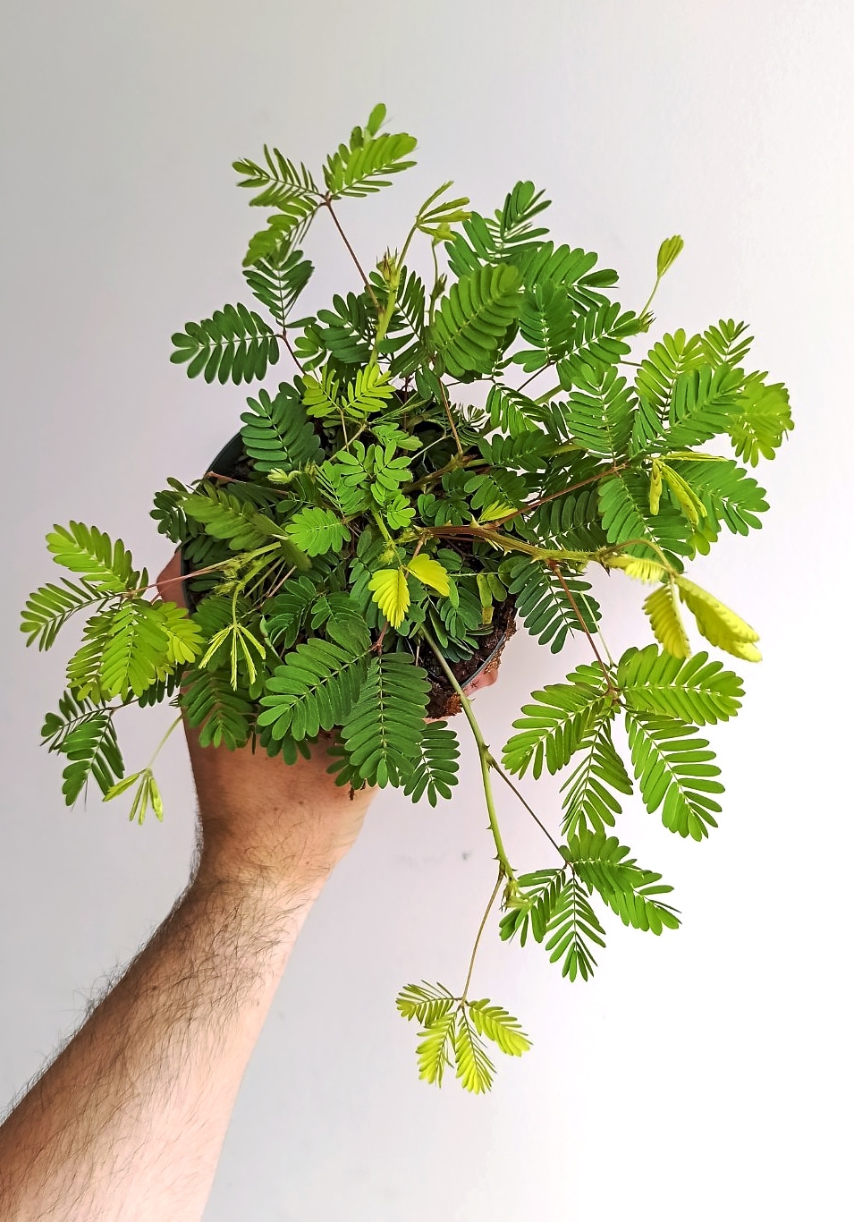 Mimosa pudica