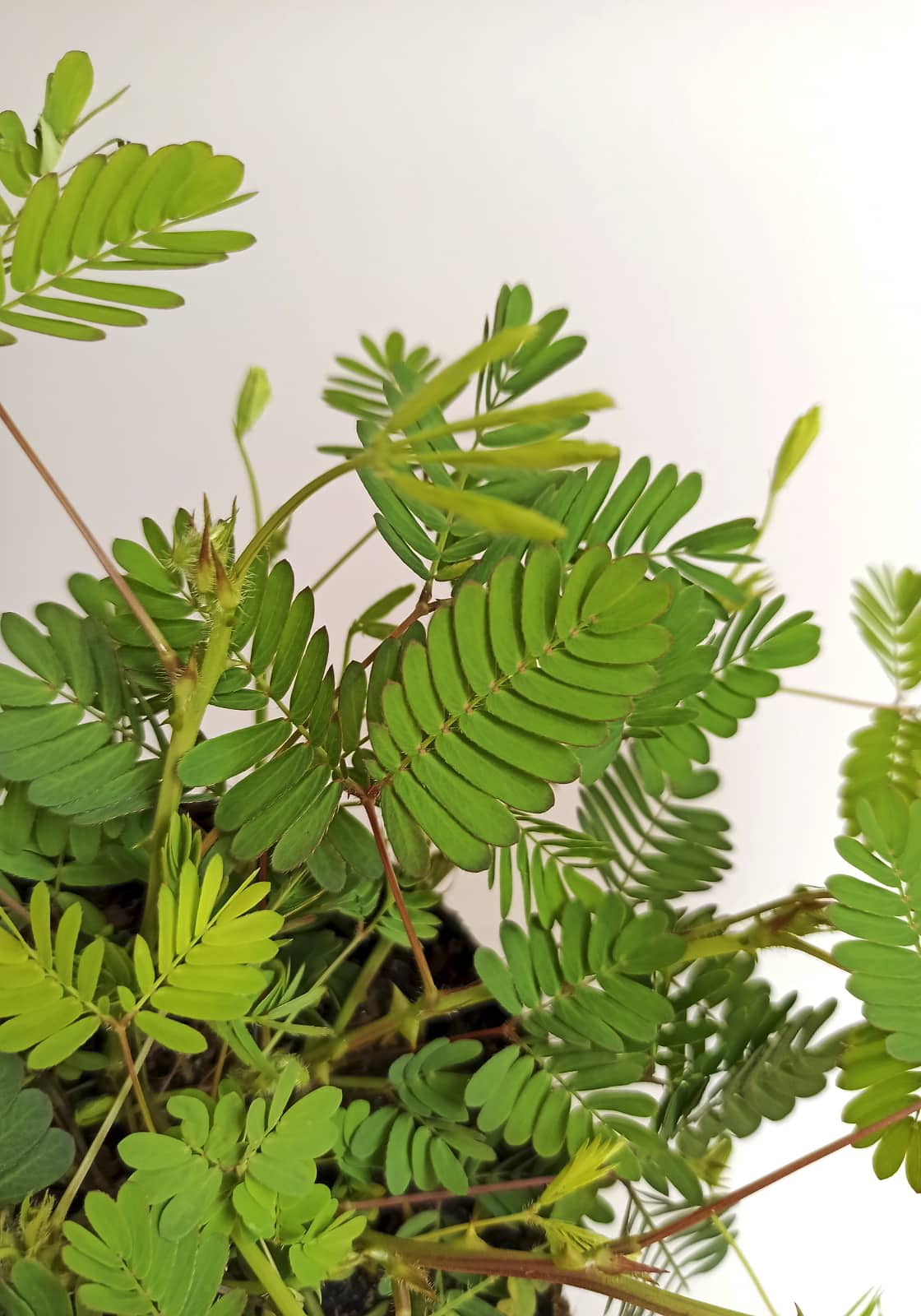begonias y más Mimosa pudica 3 Mimosa pudica