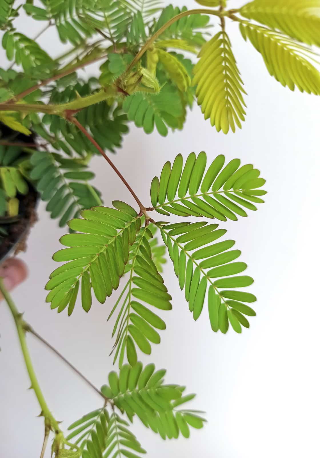 begonias y más Mimosa pudica 2 Mimosa pudica