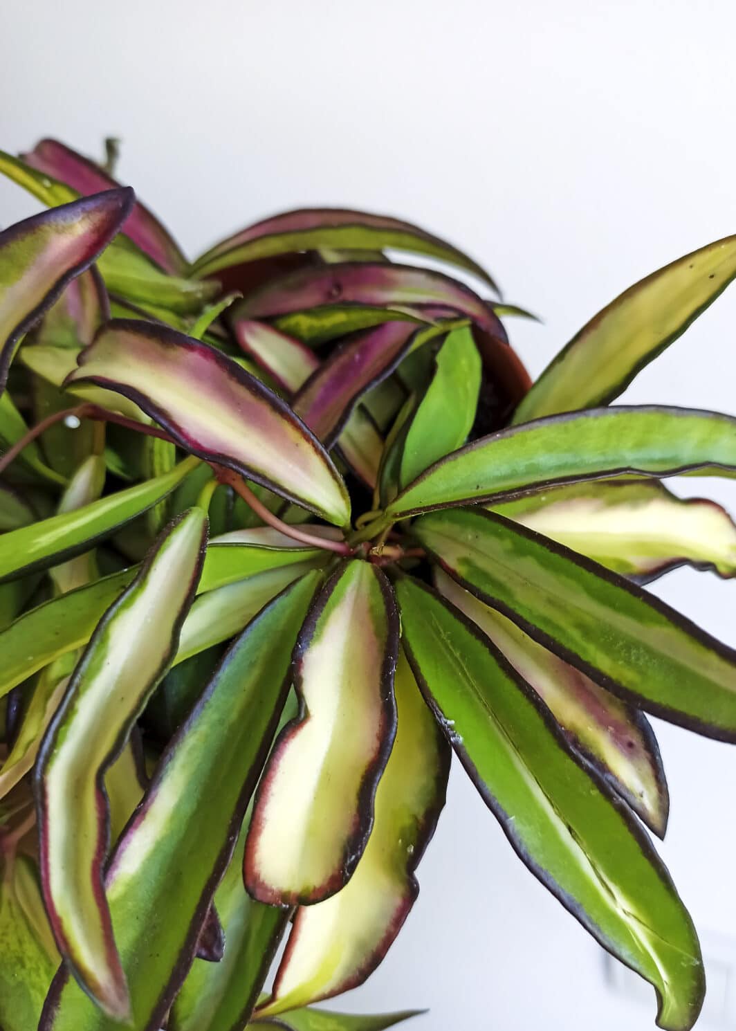 Hoya wayetii Tricolor