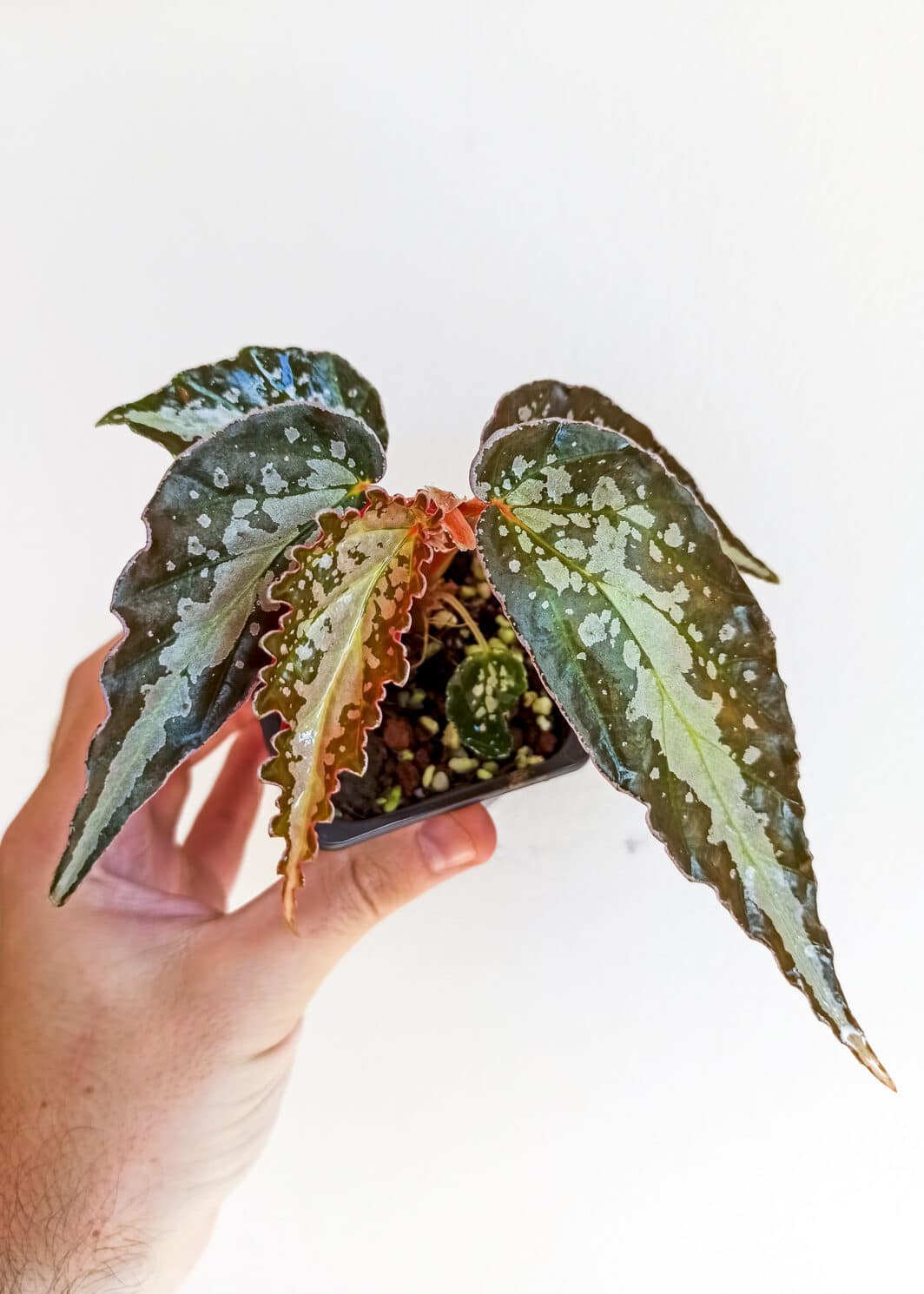 Begonia sp. dotted tree
