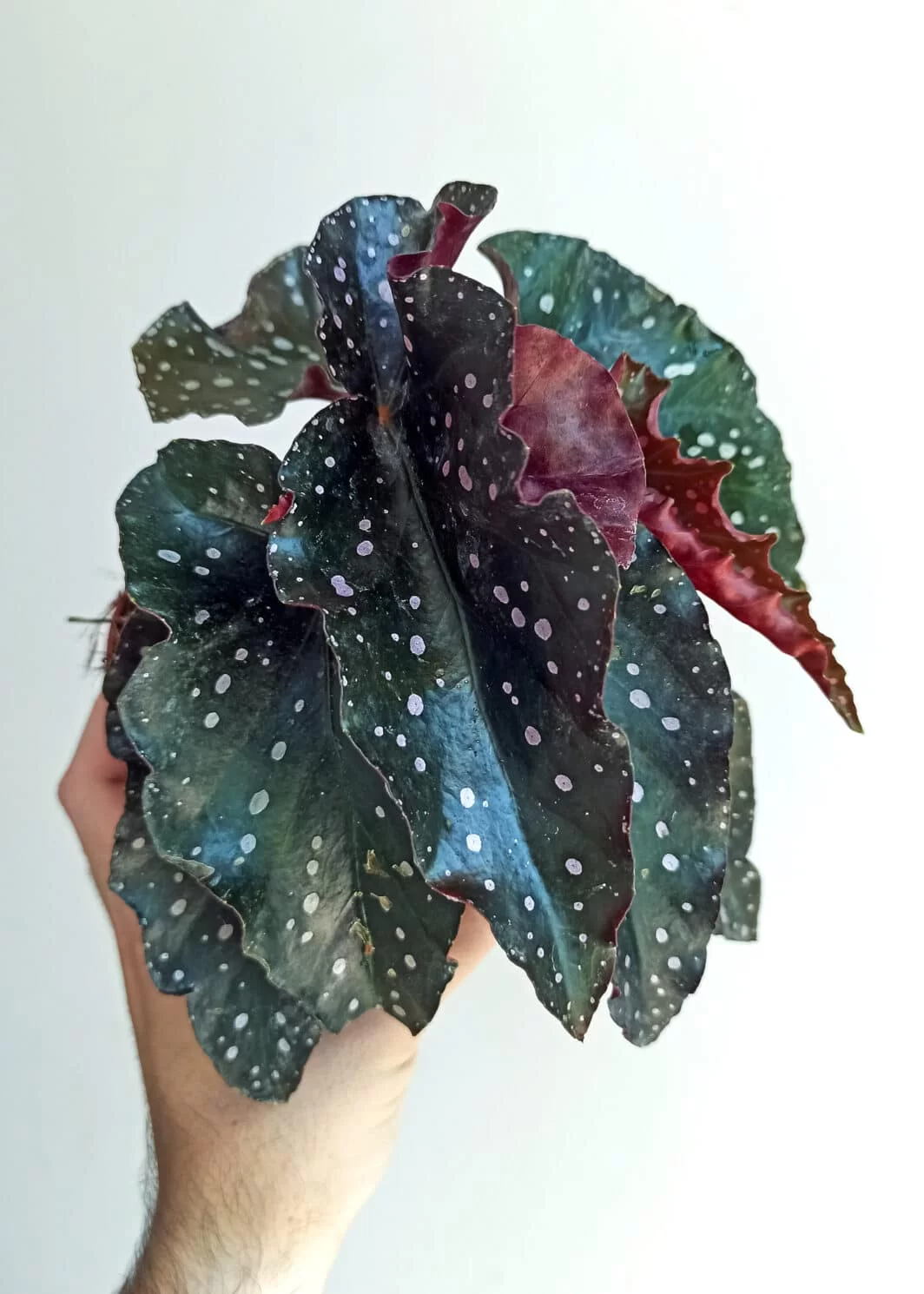 Bégonia Craklin Rosie