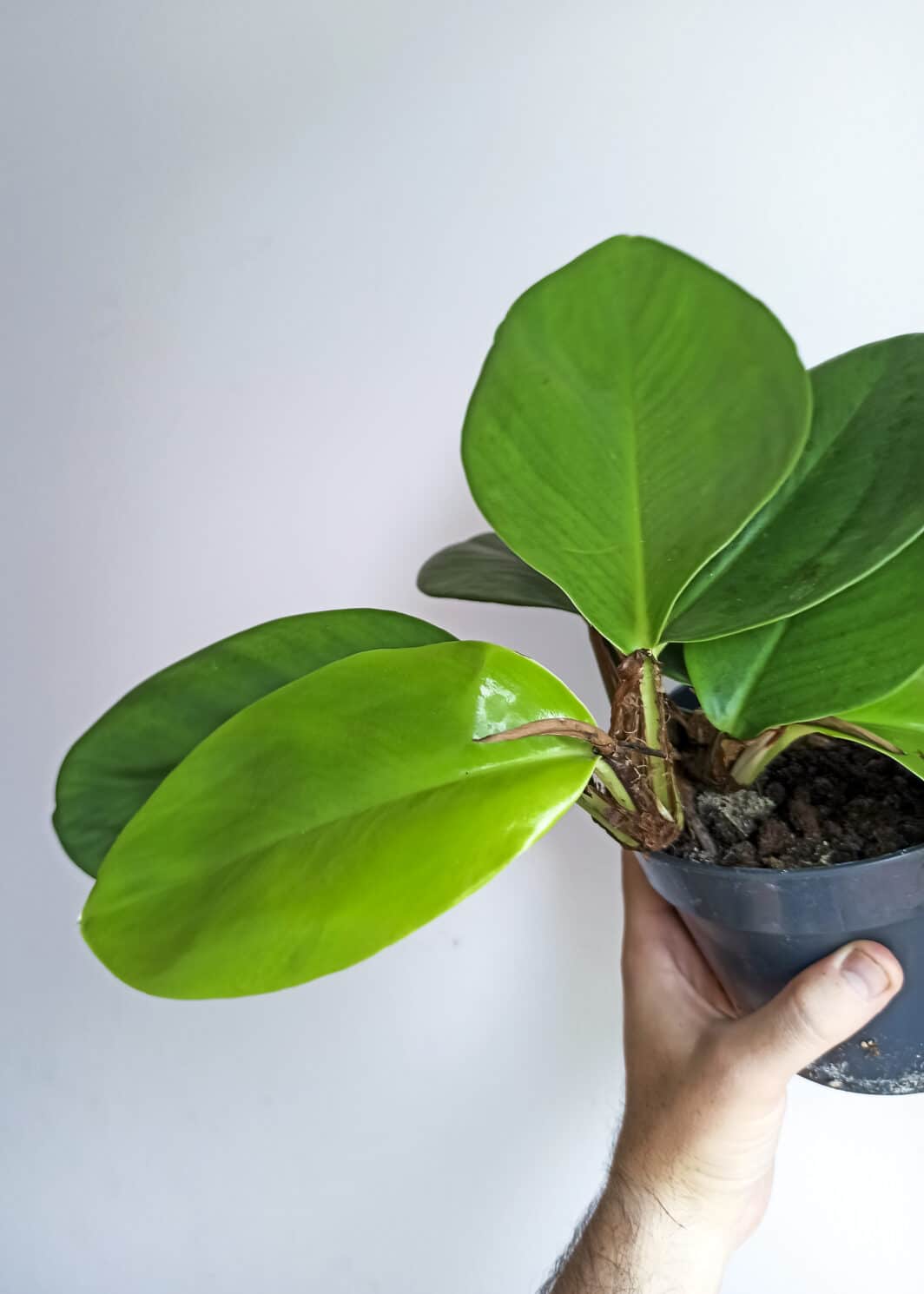 Rhaphidophora hongkongensis