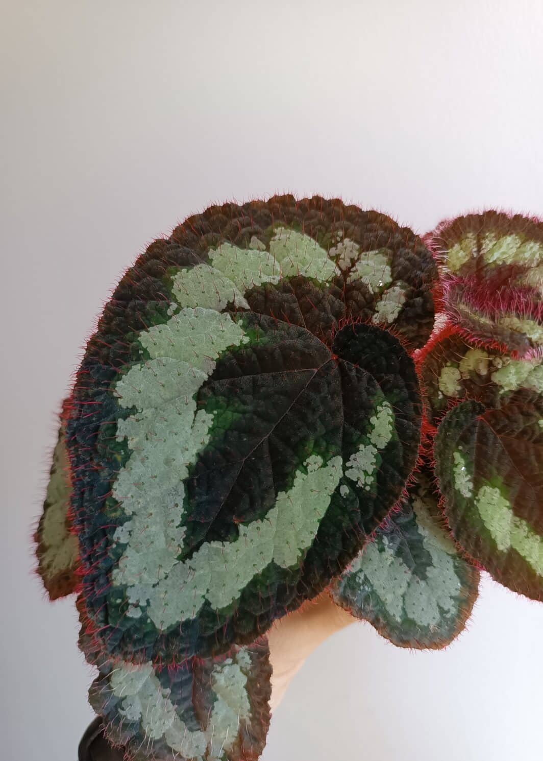 Begonia sp Vietnam