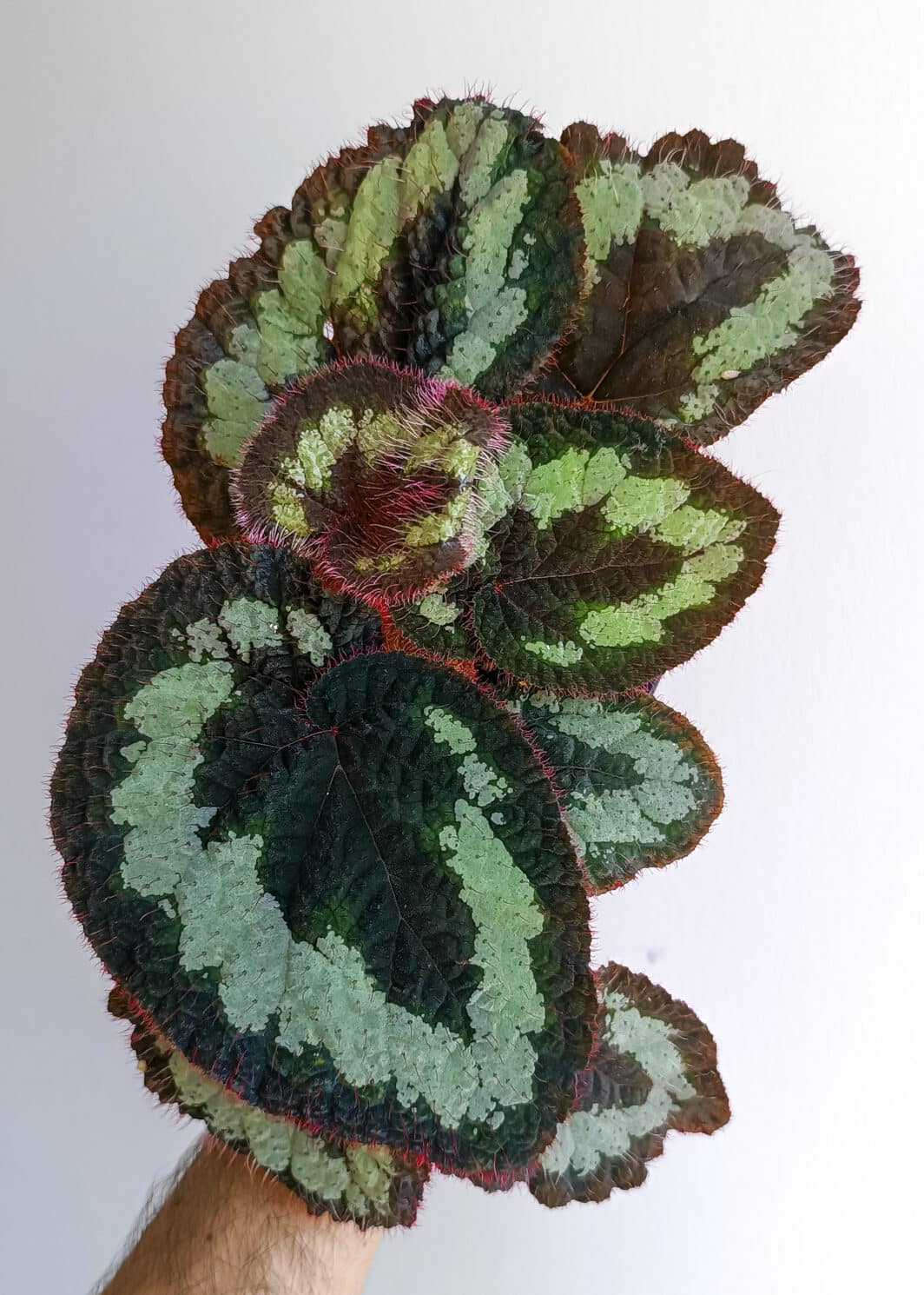Begonia sp Vietnam
