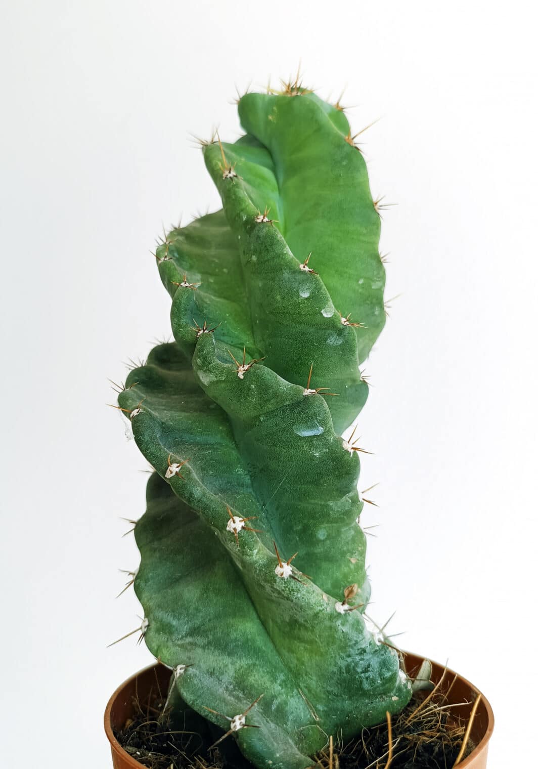 Cereus forbesii cv. Spiralis