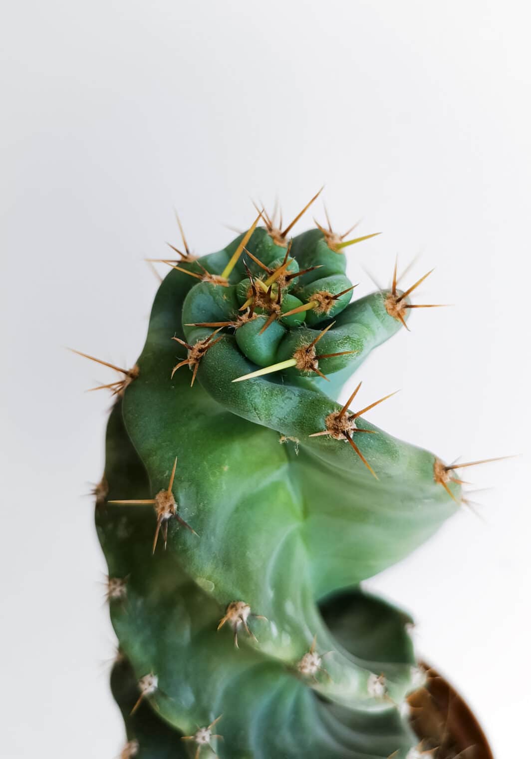 Cereus forbesii cv. Spiralis