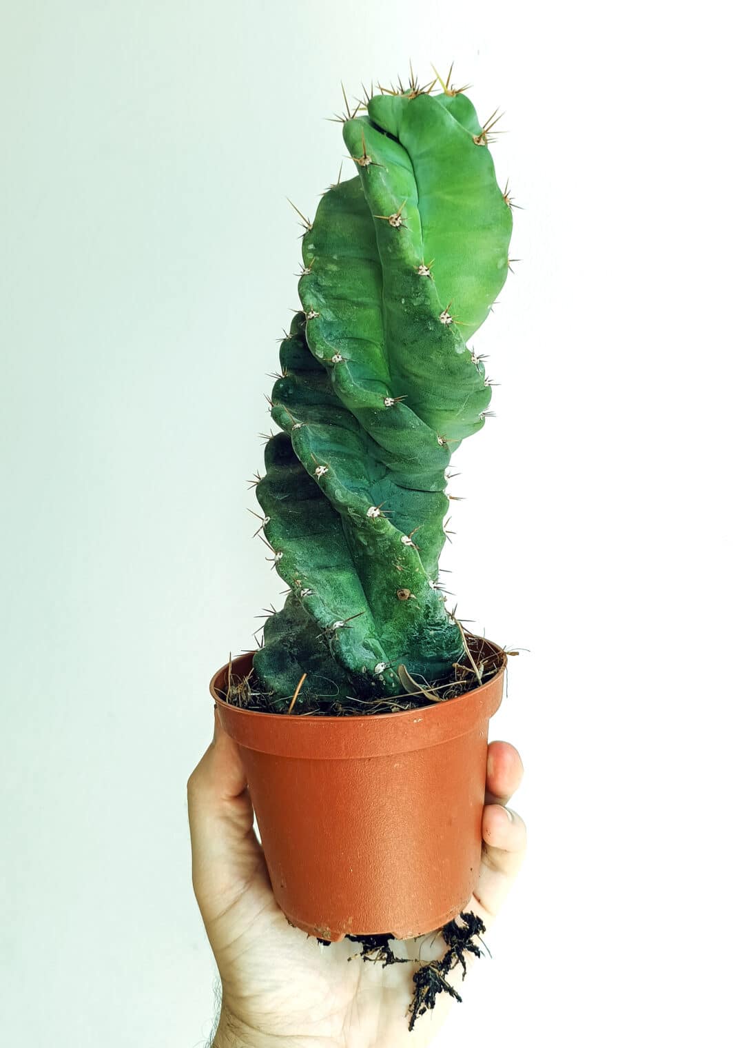 Cereus forbesii cv. Spiralis