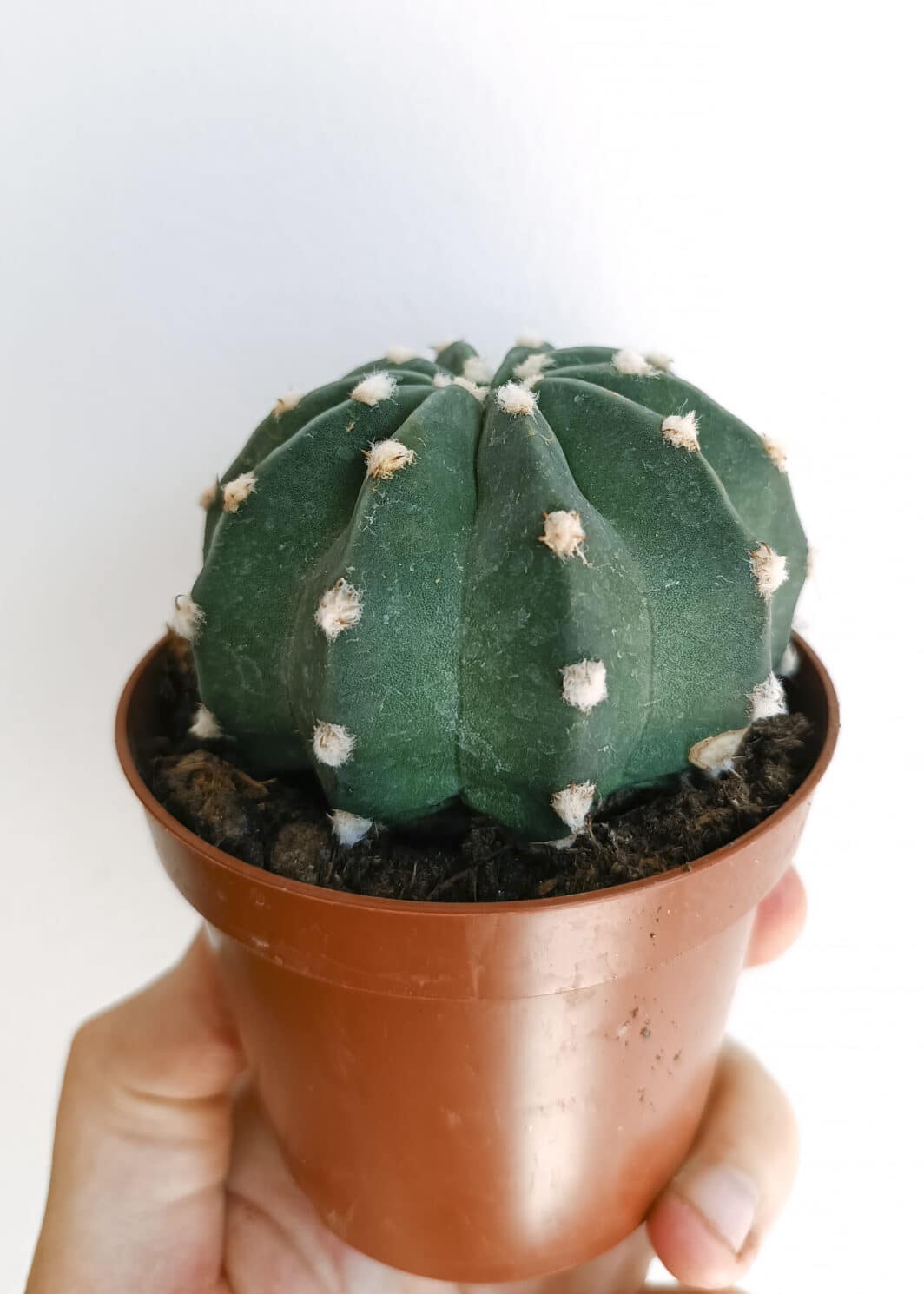 Echinopsis subdenudata