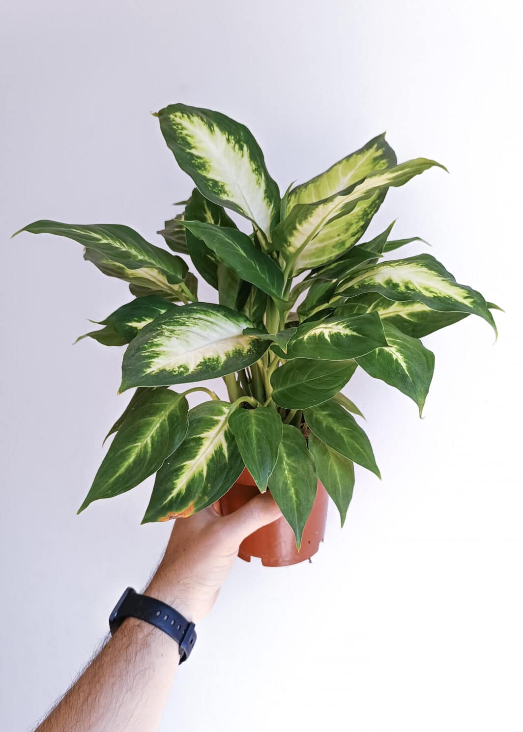 Dieffenbachia Camilla