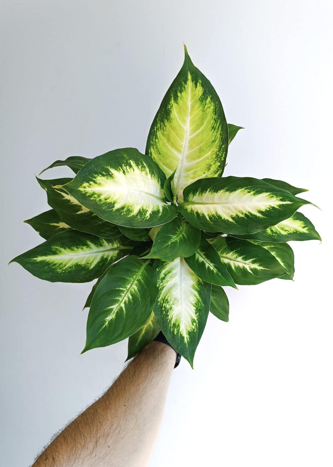 Dieffenbachia Camilla