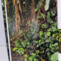 Begonias of Peninsular Malaysia - BEGONIASYMAS.COM