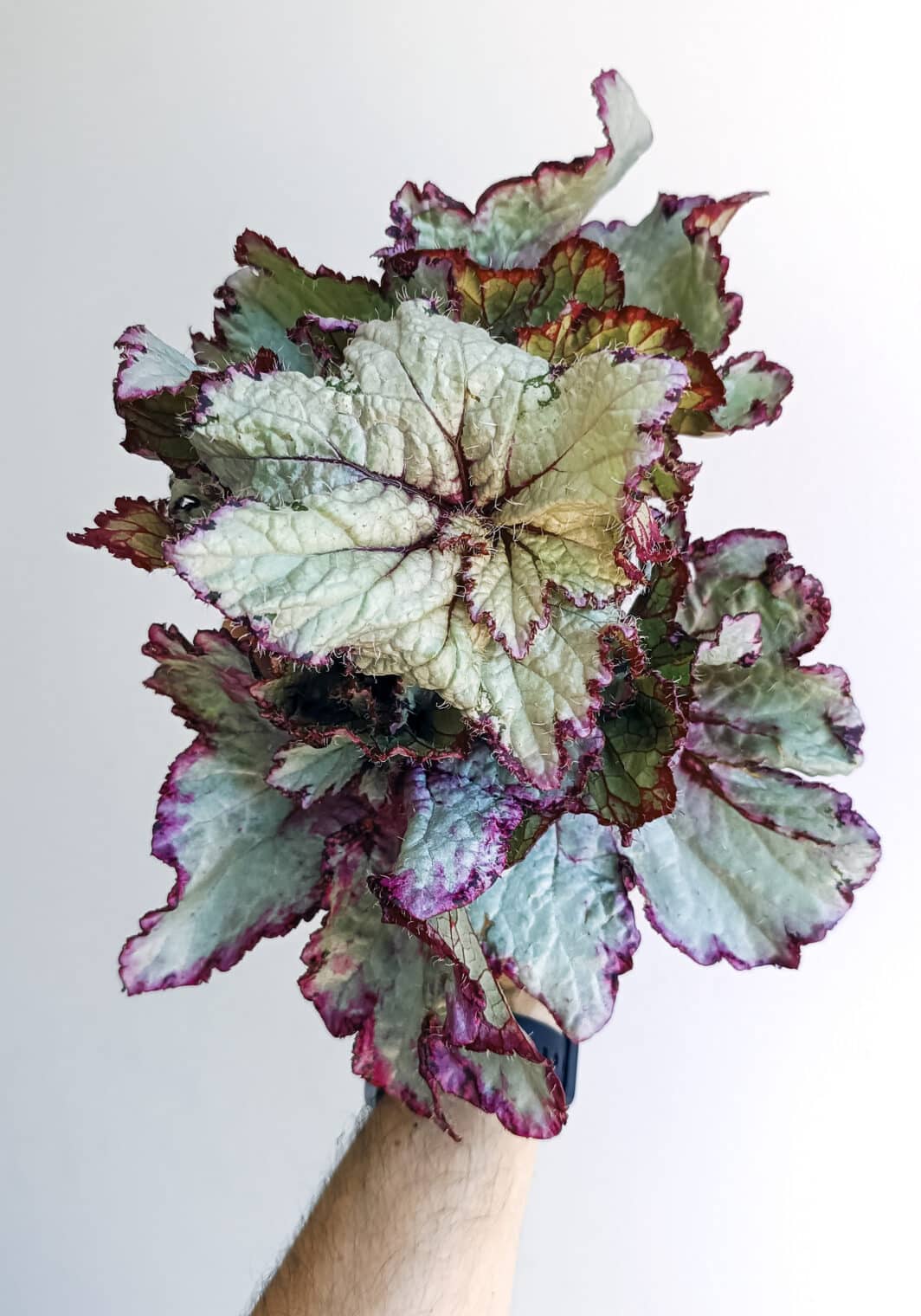 Begonia Curly Peppermint