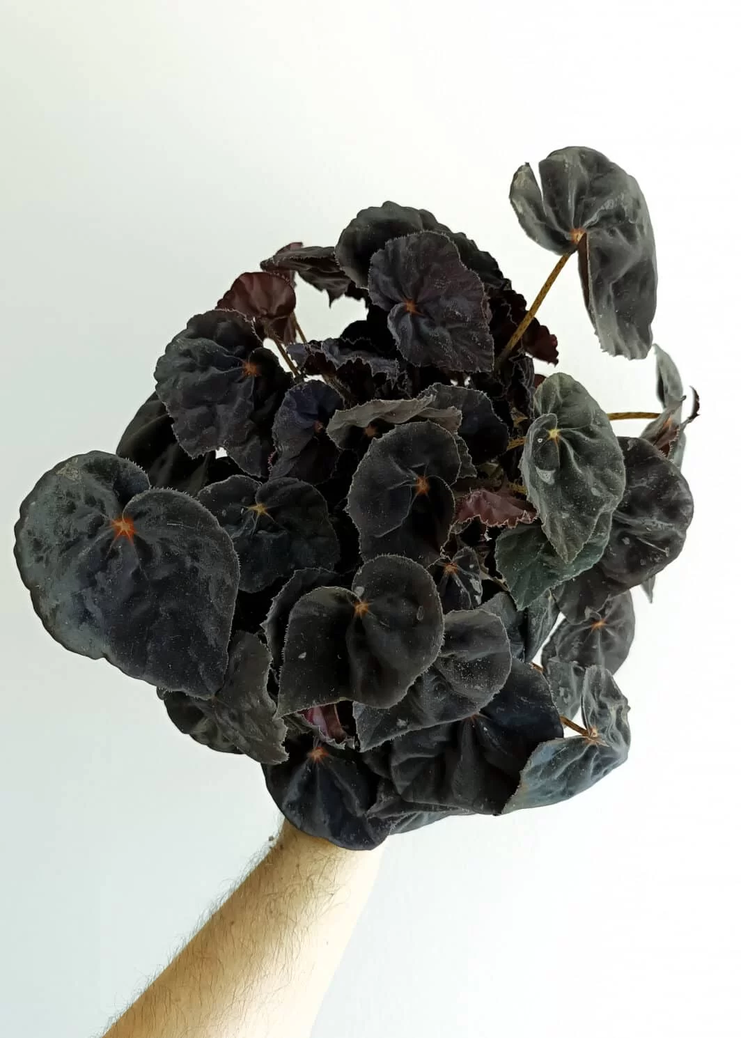 Begonia Conga