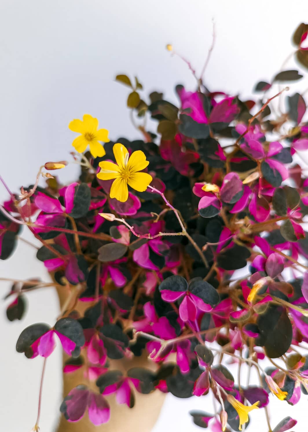 Oxalis vulcanicola Plum Crazy