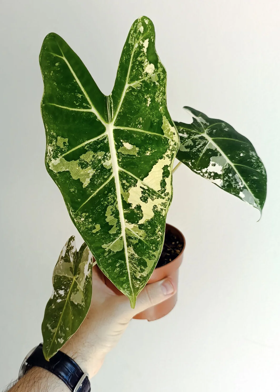 Alocasia Frydek variegata