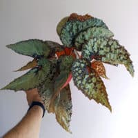 Begonia sp. Kapuas Hulu U679 - BEGONIASYMAS.COM