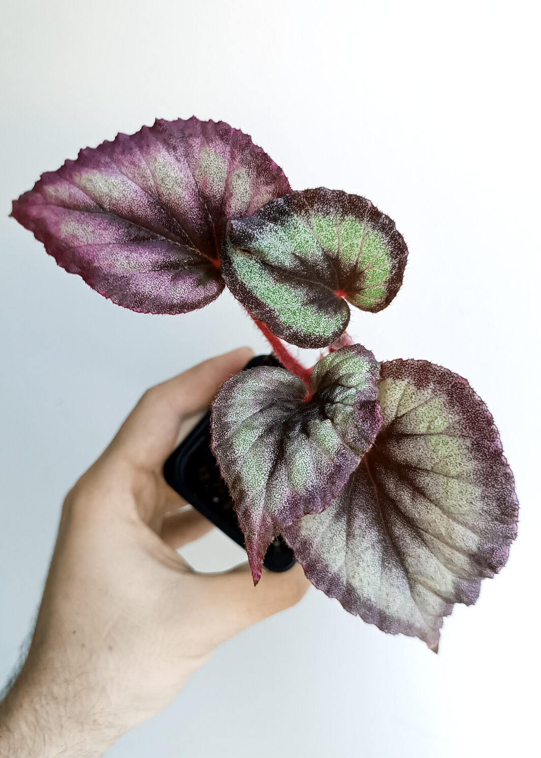 Begonia Flamingo Soul
